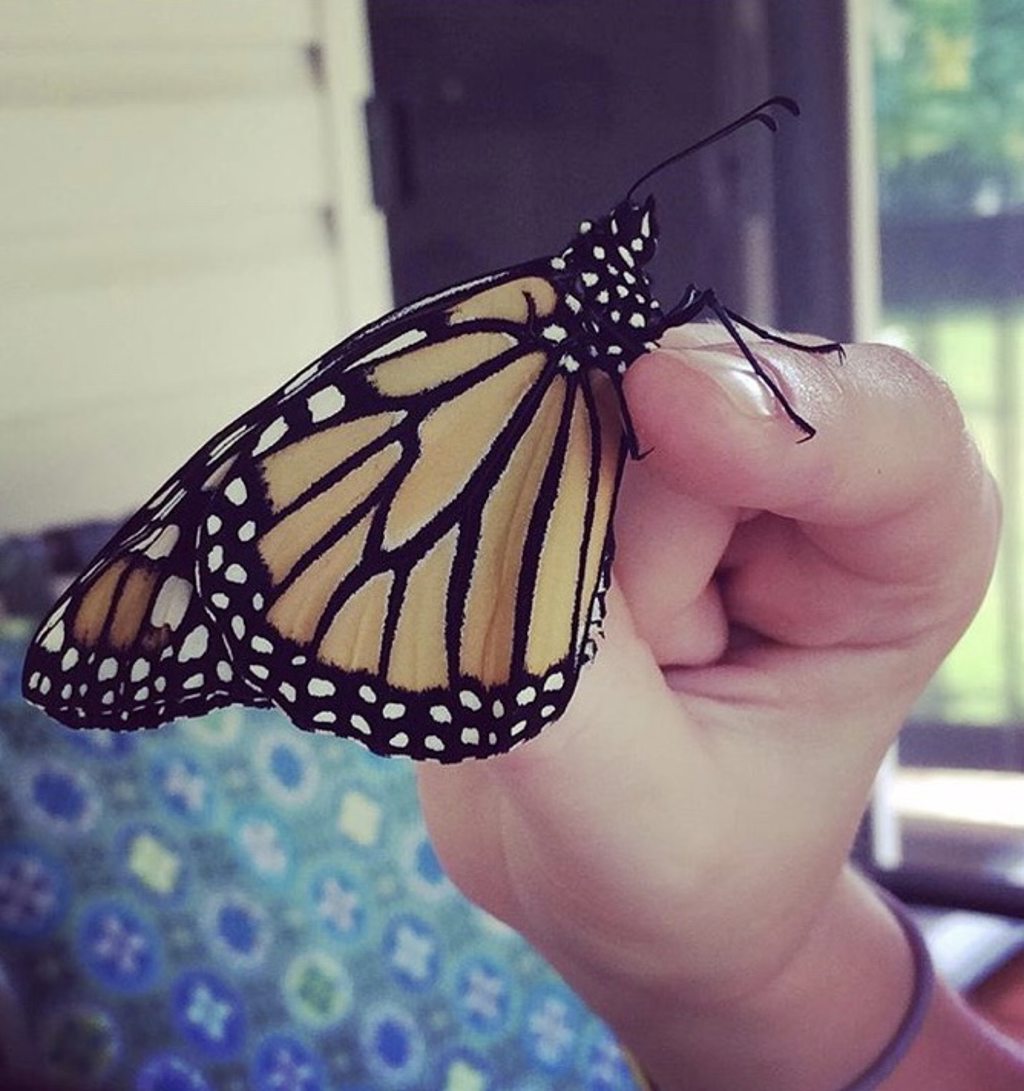 2018 annual butterfly releases