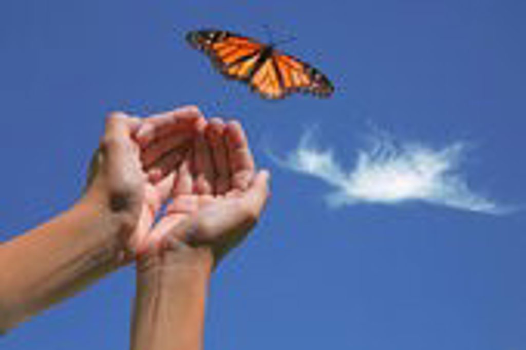 butterfly release