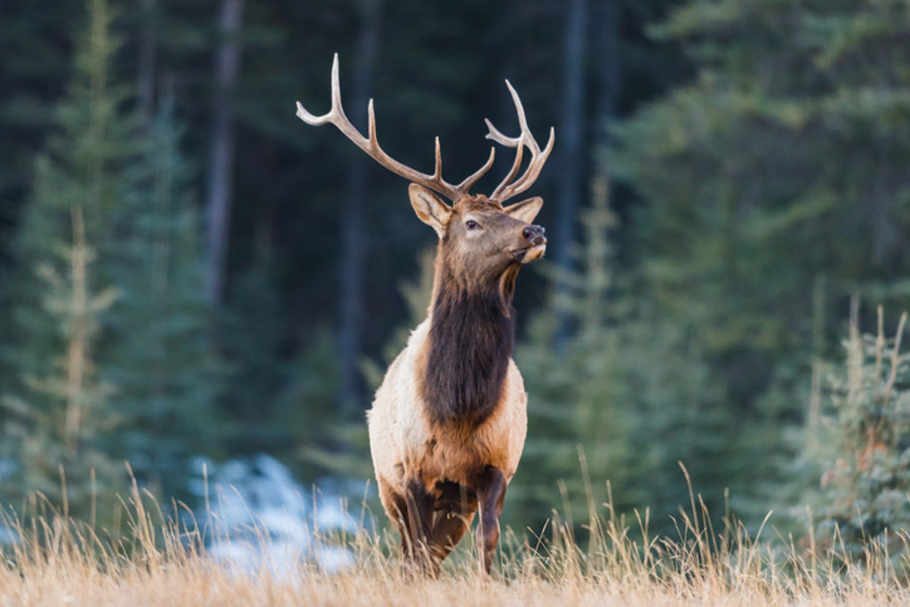 Elk Community